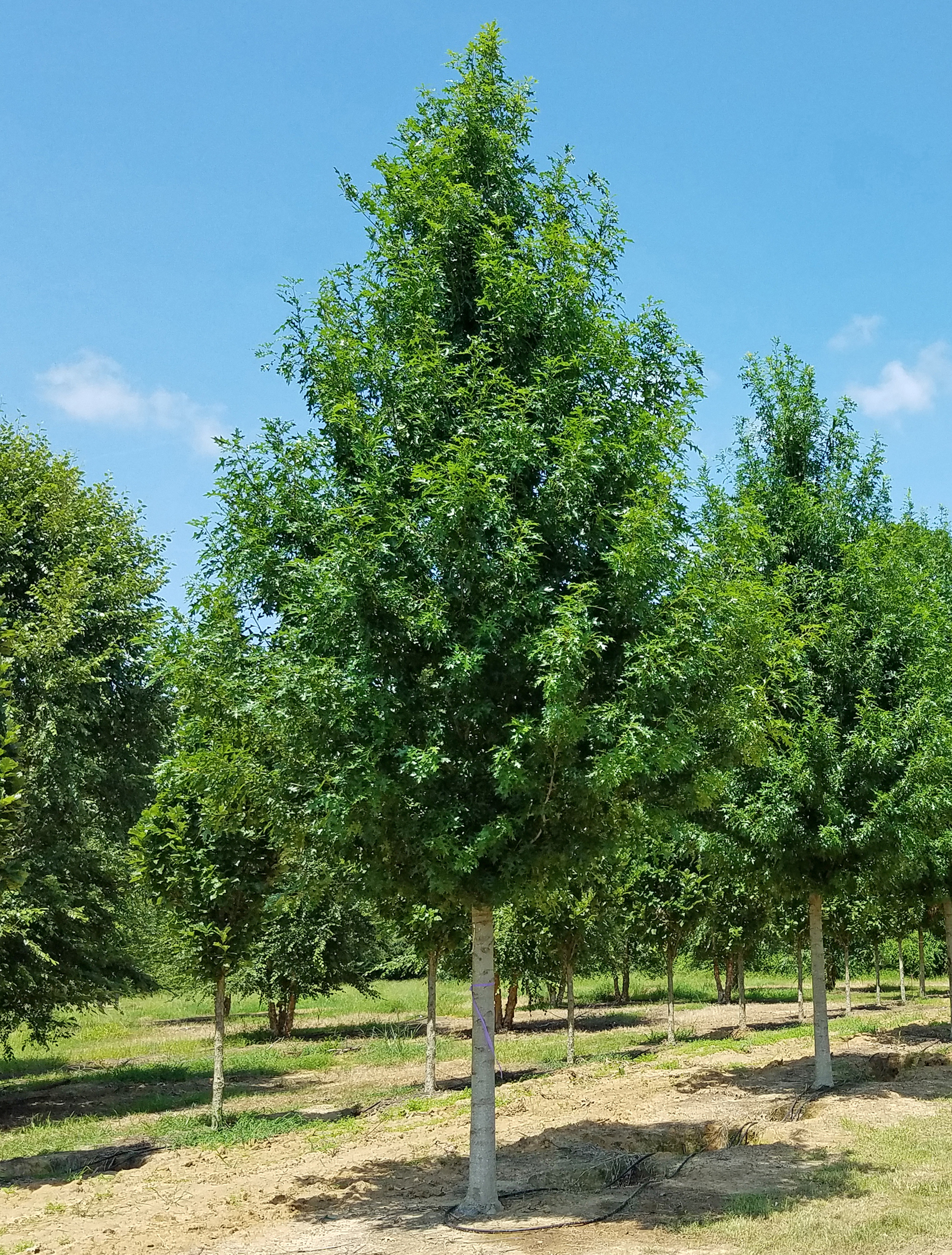 ツリー Breezeway® Nuttall Oak | Bold Spring